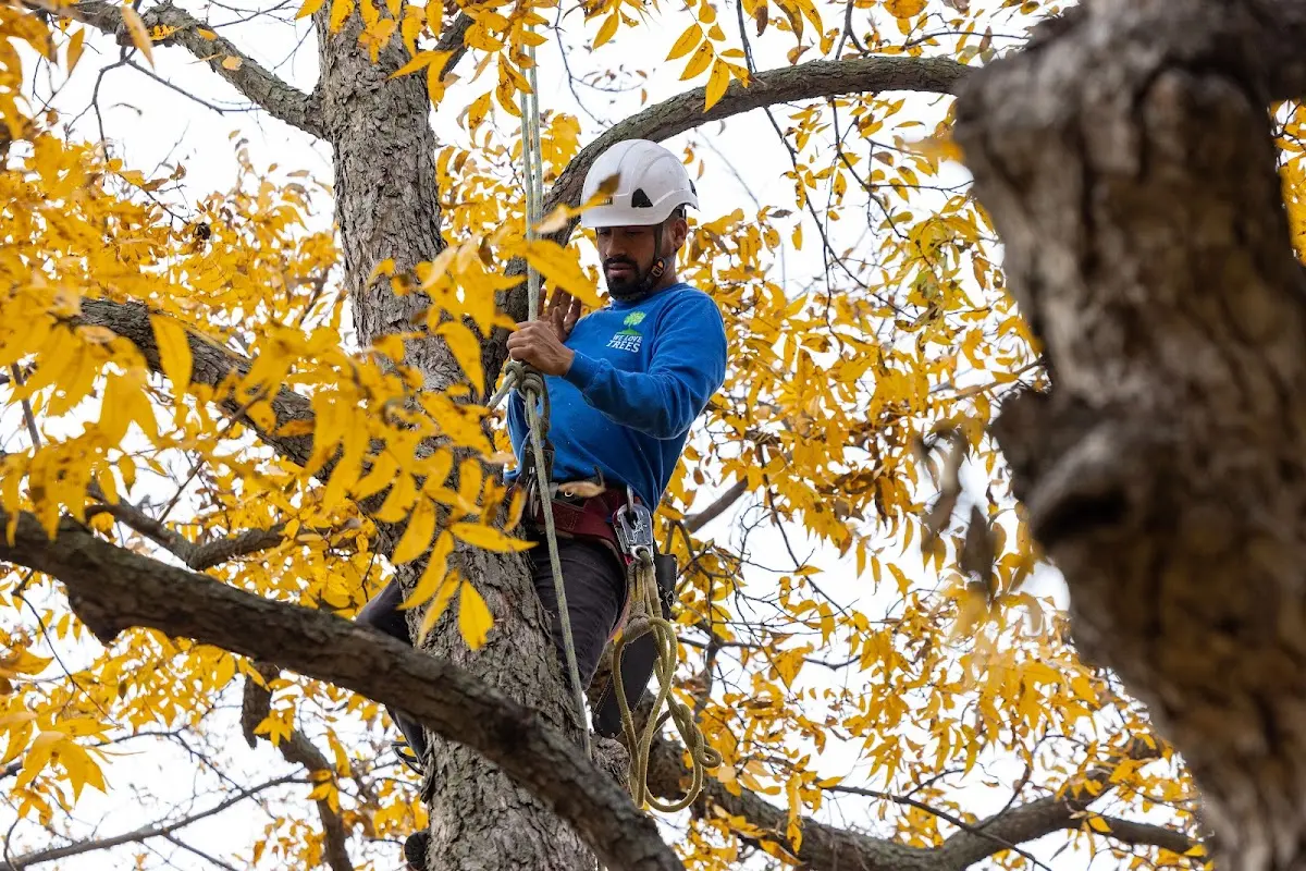 Skilled Tree Trimming crew working in Savage